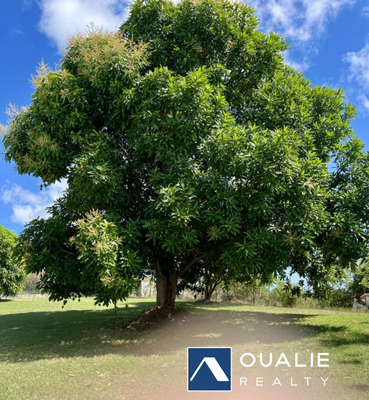 16 of 16 from Oualie Realty